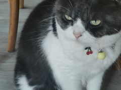 -海边的猫和咖啡馆