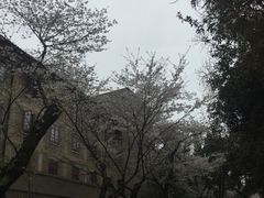 -武汉大学-樱园