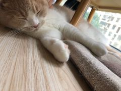 -Meowの猫咖(万家丽店)