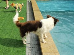 -汪说喵讲宠物乐园宠物酒店(红星美凯龙店)