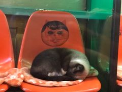 -猫咪博物馆(顶澳仔猫街店)