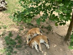 -西霞口神雕山野生动物世界