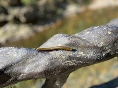 -宁波五龙潭景区