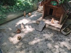 -呀诺达热带雨林