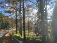 -四明山国家森林公园