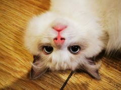 -lincat·猫舍(广州店)