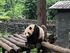 -都江堰中华大熊猫苑