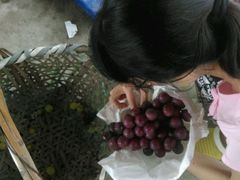 -马陆小张葡萄园农家乐