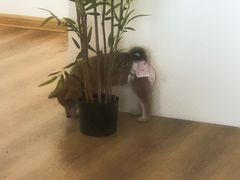 -柴犬小屋·柴餐厅·狗咖食堂(金鼎广场店)