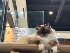 -藏猫猫咖啡主题馆(中央大道店)