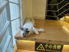 -喵喵咪呀布偶猫咖(春熙路店)