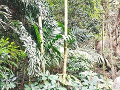 -亚龙湾热带天堂森林公园