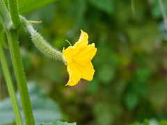 -庞各庄翠芳园西瓜蔬菜基地采摘园