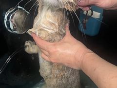 -猫宠乐园·专业洗护