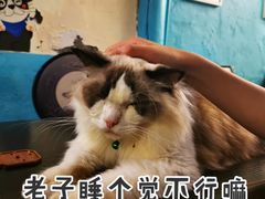 -猫小院猫主题咖啡厅(北锣店)