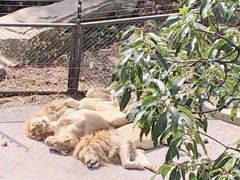 -大连森林动物园