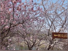 -桃花堤公园