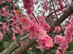 -铁山坪森林公园