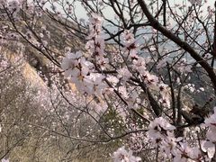 -北京凤凰岭