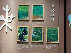 -太湖雪蚕桑文化园