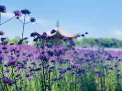 -杭州城北体育公园