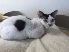 -有喵·猫咖·狗咖·30几只猫10只小狗(岗厦店)