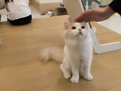 -猫域·湾主题猫咖·宠物吧(南坪城市广场店)