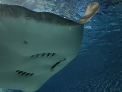 -上海海洋水族馆