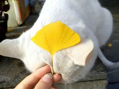 -馅老满·生春阁(慕田峪店)