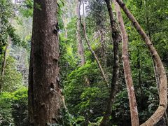 -西双版纳原始森林公园