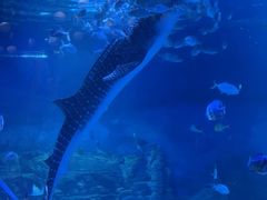 -烟台海昌鲸鲨海洋公园