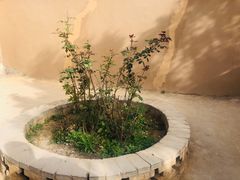 -延安杨家岭革命旧址