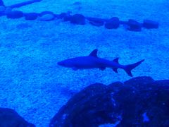 -烟台海昌鲸鲨海洋公园