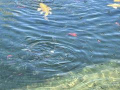 -洈水谣 · 地道荆州松滋菜(菱角湖公园店)