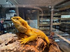 -酷以爬仙阁实体爬宠店·守宫·蜥蜴·专业繁育