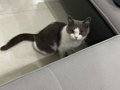 -艾贝尔宠物医院·24H转诊中心·肿瘤猫专科(江宁双龙店)