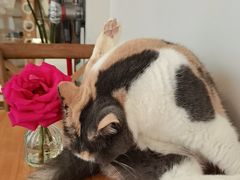 -有猫主题·治愈系猫咖(曾厝垵店)