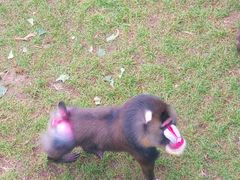 -西霞口神雕山野生动物世界