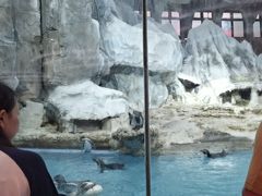 -帝企鹅自助餐厅•儿童岛•真企鹅(长隆企鹅酒店)