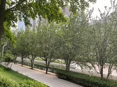 -大望京公园