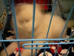 -翊宠yipet猫狗购宠庄园犬舍•猫舍