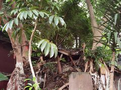 -黄龙溪古镇-古龙寺