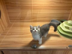 -猫十亿·布偶金渐层·曼基康矮脚猫舍(青年路店)