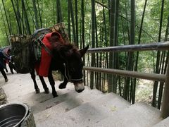 -藏龙百瀑风景区