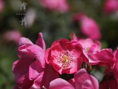 -杭州平安悦坊 PAFC LIVING