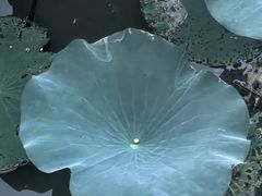 -自然谷恐龙园