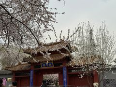 -桃花堤公园