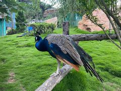 -西霞口神雕山野生动物世界