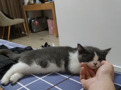 -lincat·猫舍(广州店)