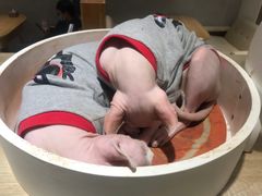 -藏猫猫咖啡主题馆(中央大道店)